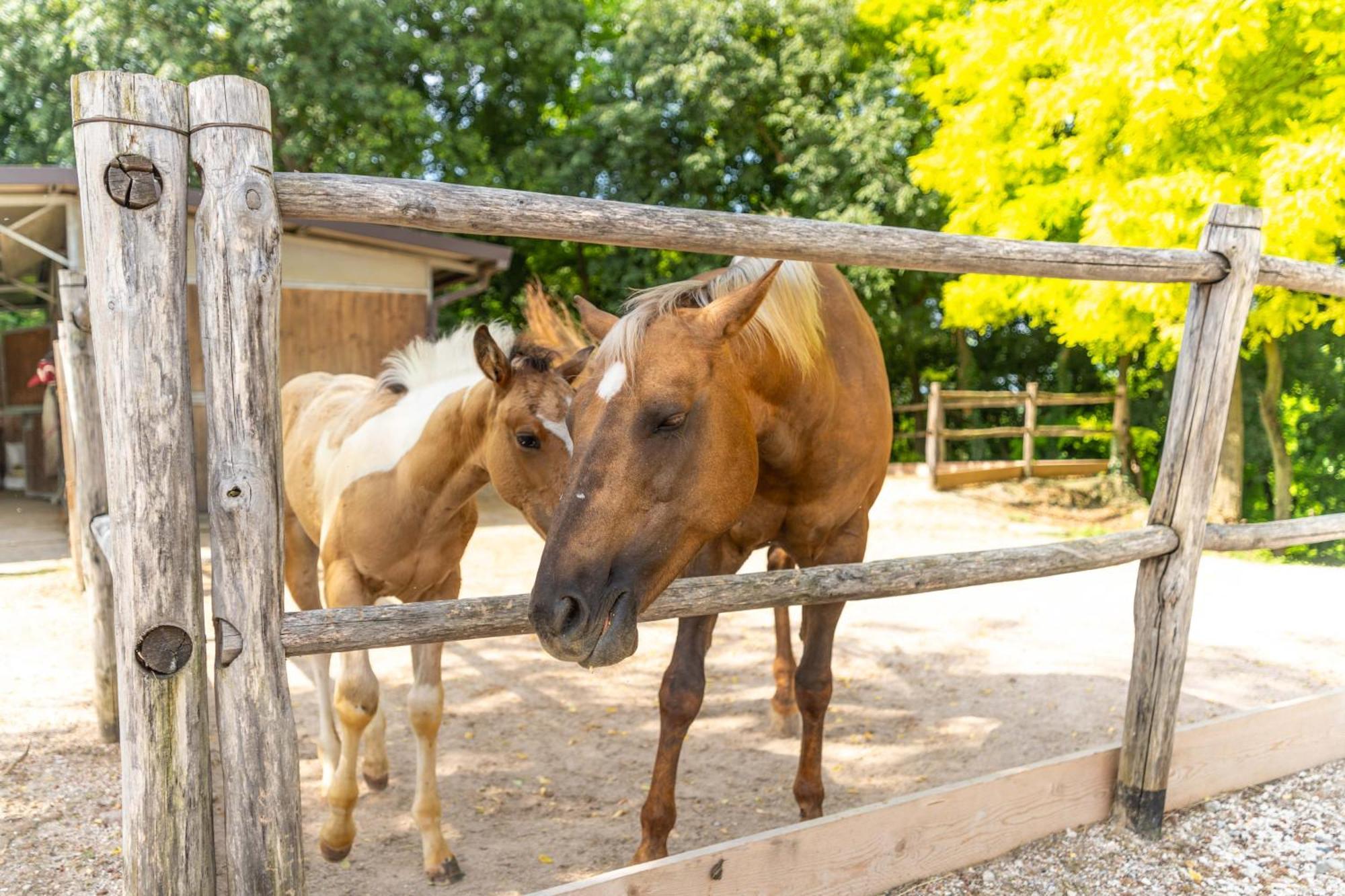 Agriturismo Colle Dei Pivi ปอนติ ซุล มินโช ภายนอก รูปภาพ